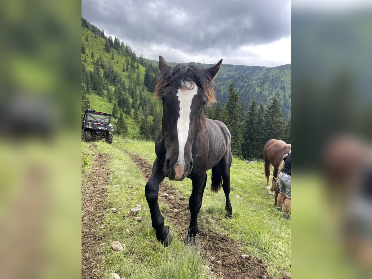 Noriker Étalon 1 Année 150 cm Noir in Taiskirchen im Innkreis