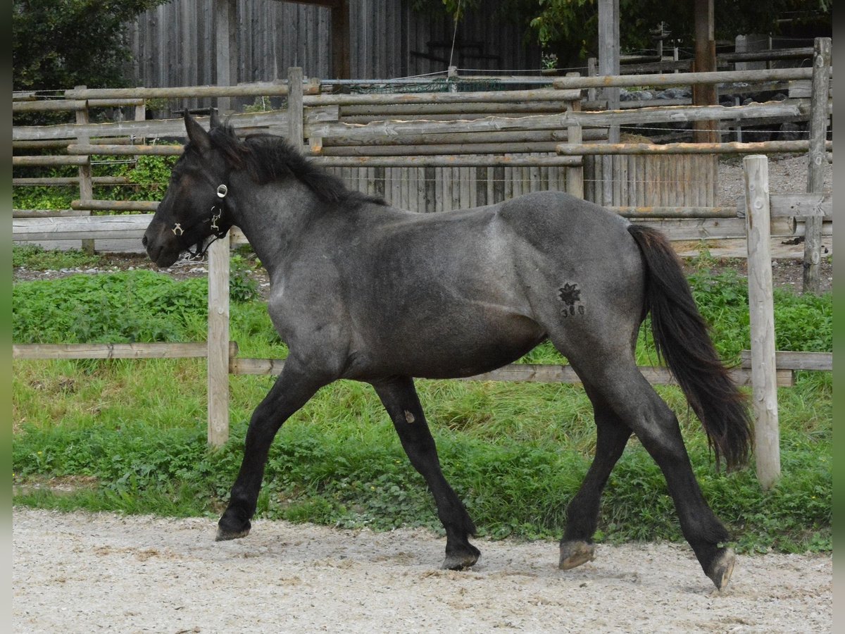 Noriker Étalon 1 Année 150 cm Rouan bleu in Nenzing