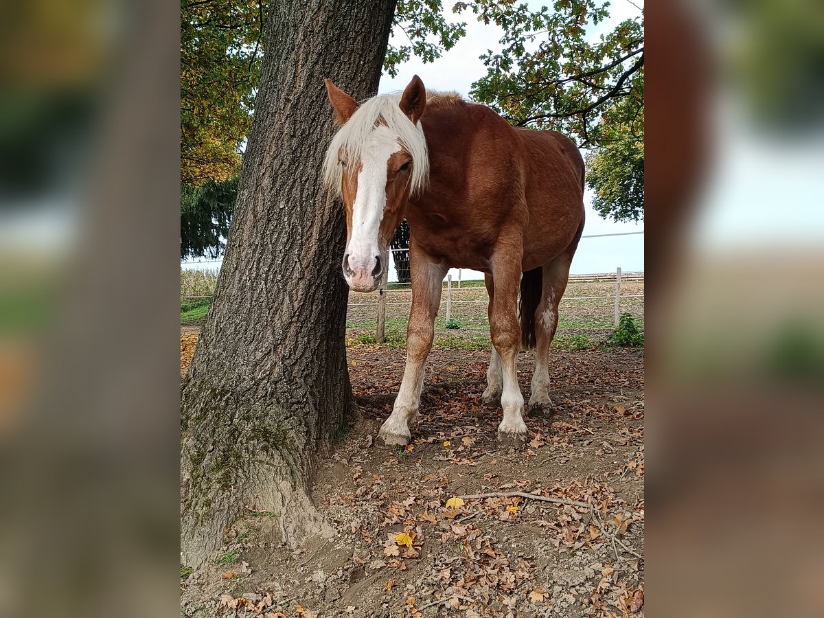 Noriker Étalon 1 Année 165 cm Alezan in Günzburg