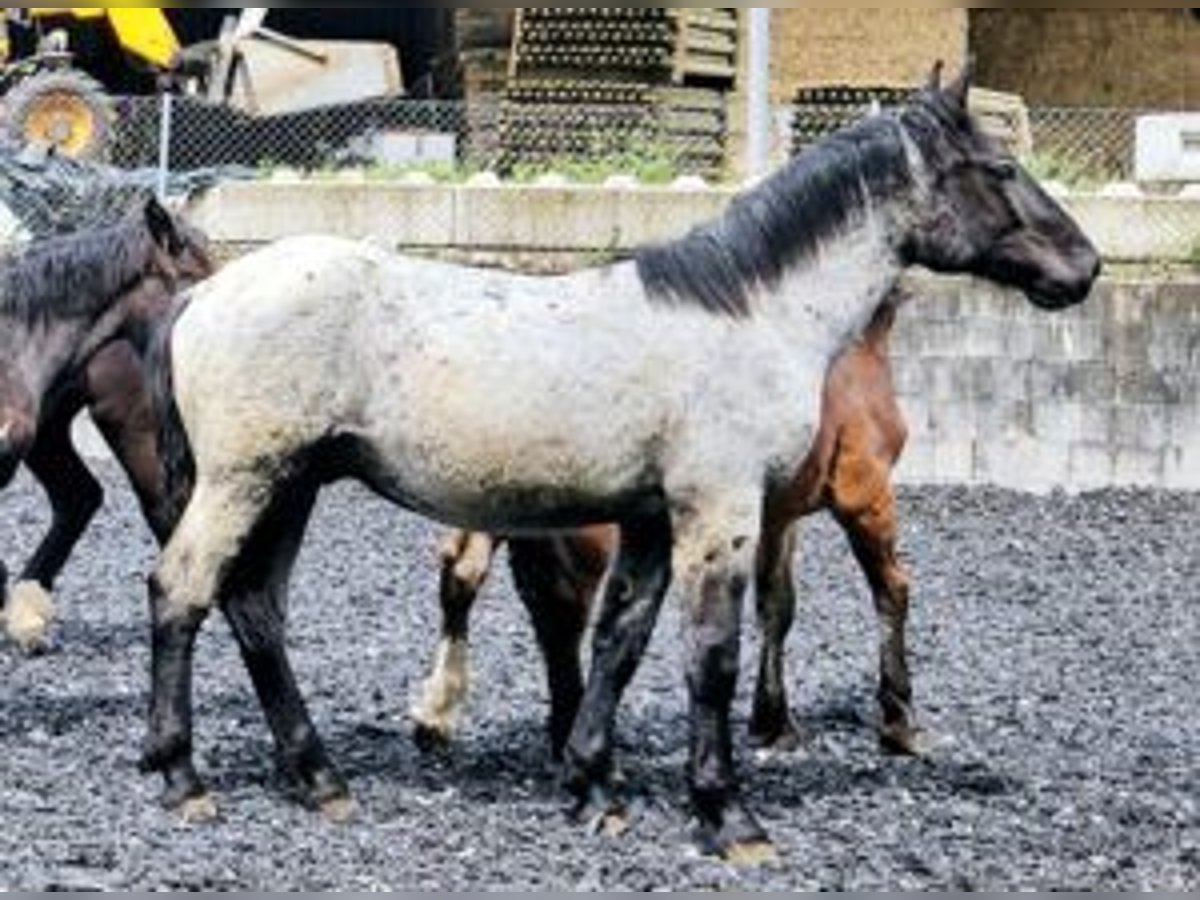 Noriker Étalon 1 Année 175 cm in Küßnach