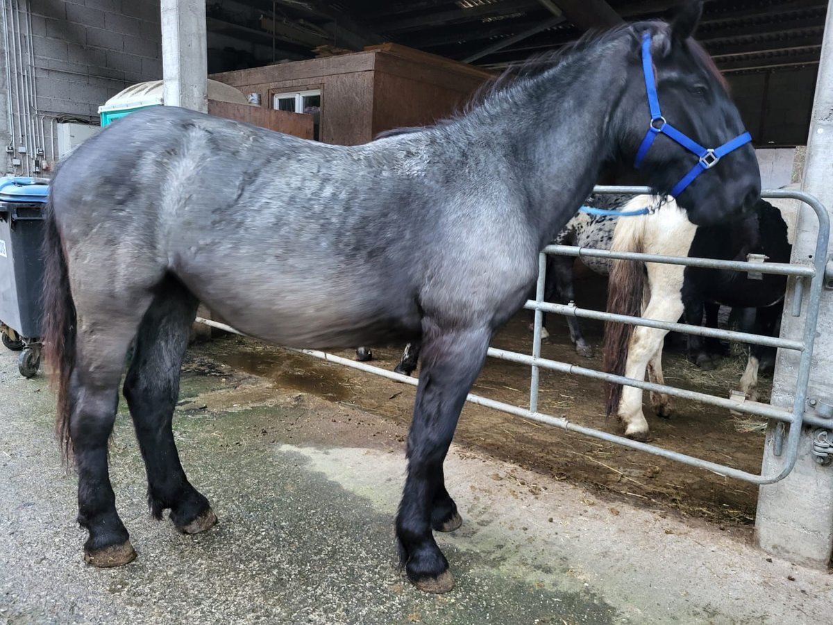 Noriker Étalon 1 Année 175 cm in Küßnach