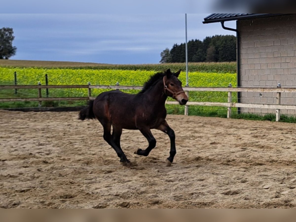 Noriker Étalon 1 Année Bai brun foncé in Pettenbach