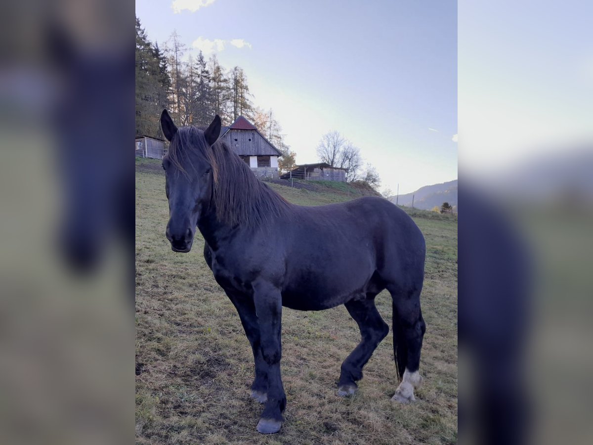 Noriker Étalon 2 Ans 160 cm Noir in St.Peter am Kammersberg Noriker Étalon 2 Ans 160 cm Noir in St.Peter am Kammersberg