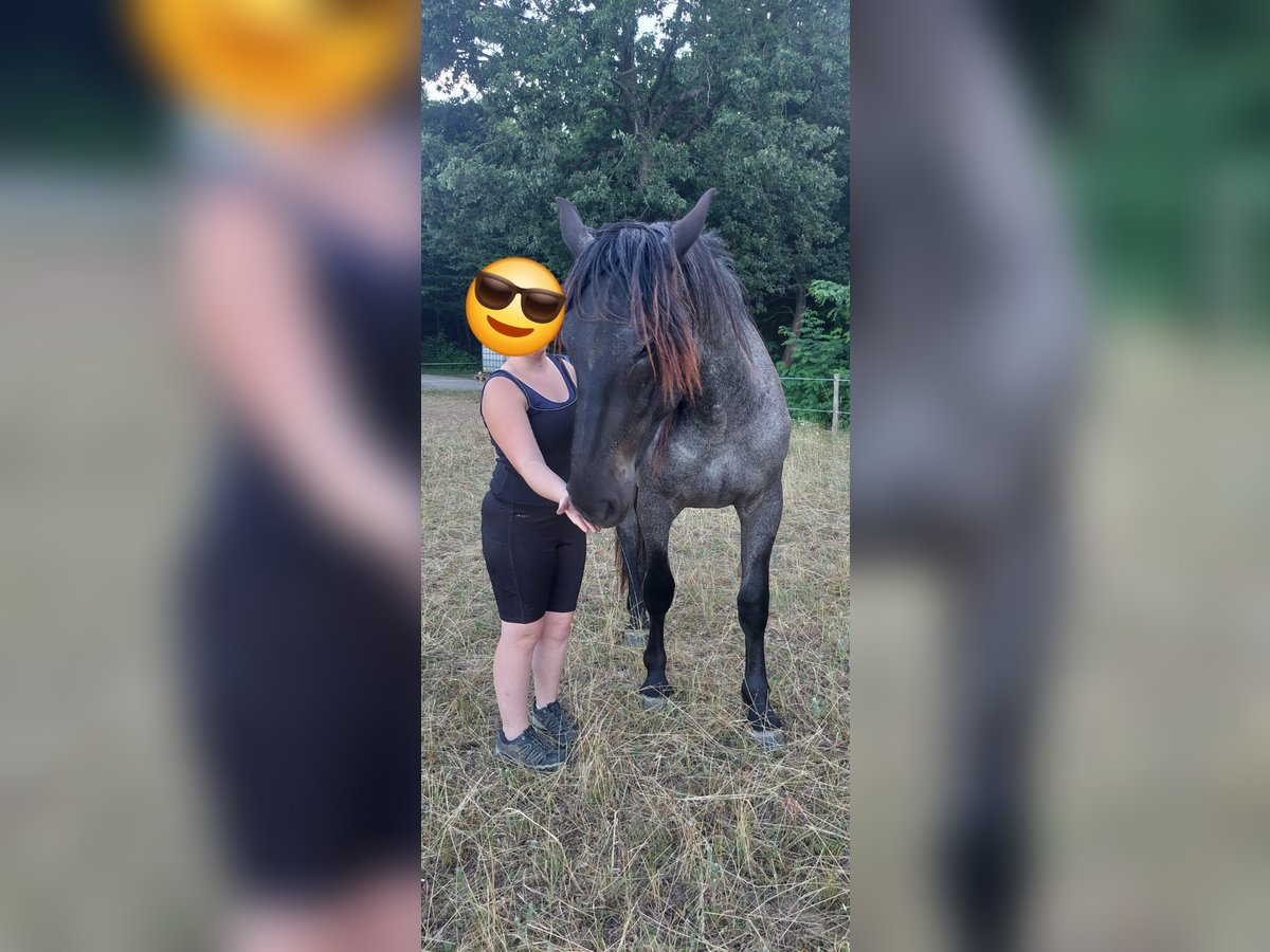 Noriker Étalon 2 Ans 160 cm Rouan bleu in Loipersbach im Burgenland Noriker Étalon 2 Ans 160 cm Rouan bleu in Loipersbach im Burgenland