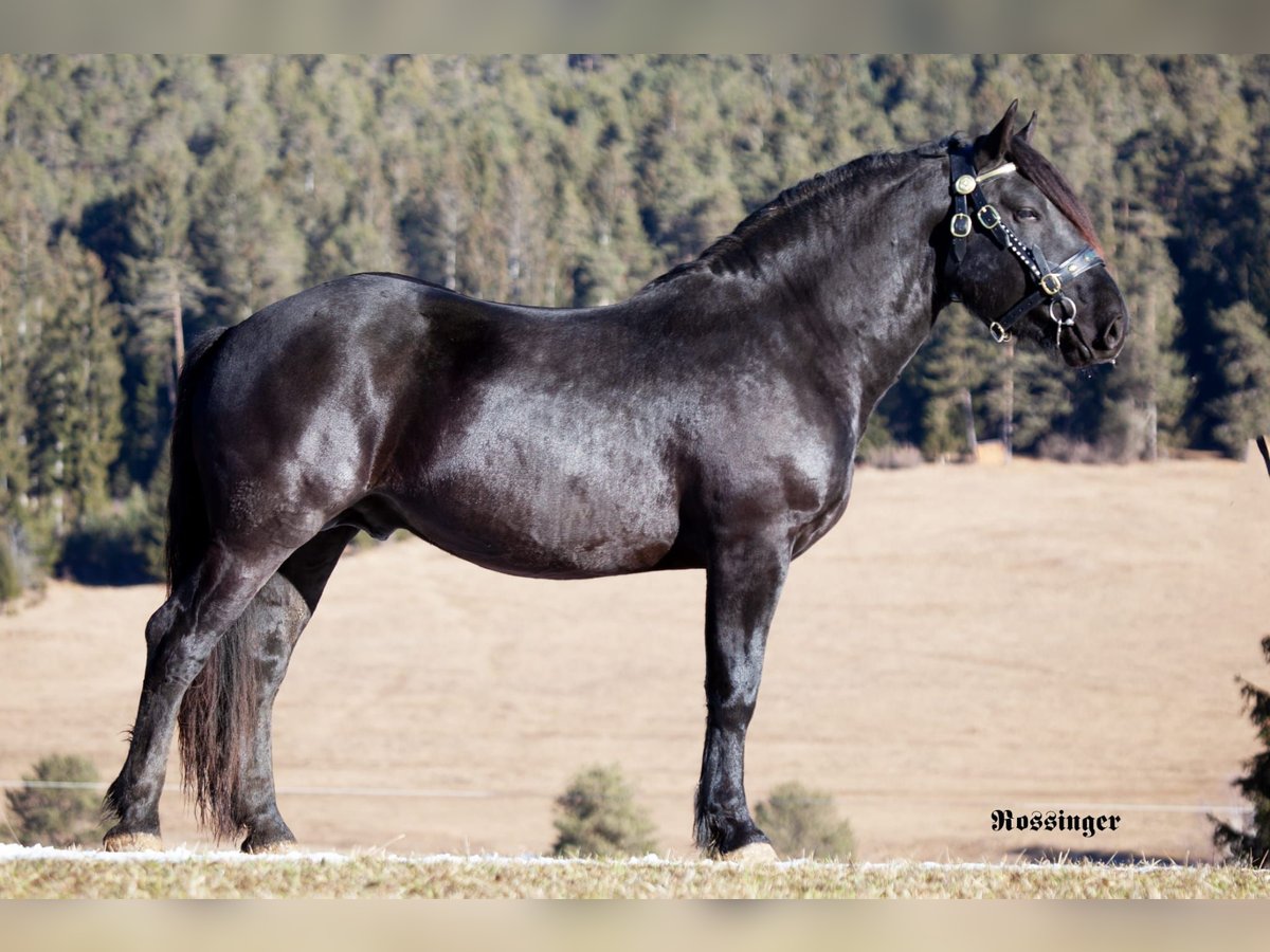 Noriker Étalon 5 Ans 164 cm Noir in St.Stefan Gail