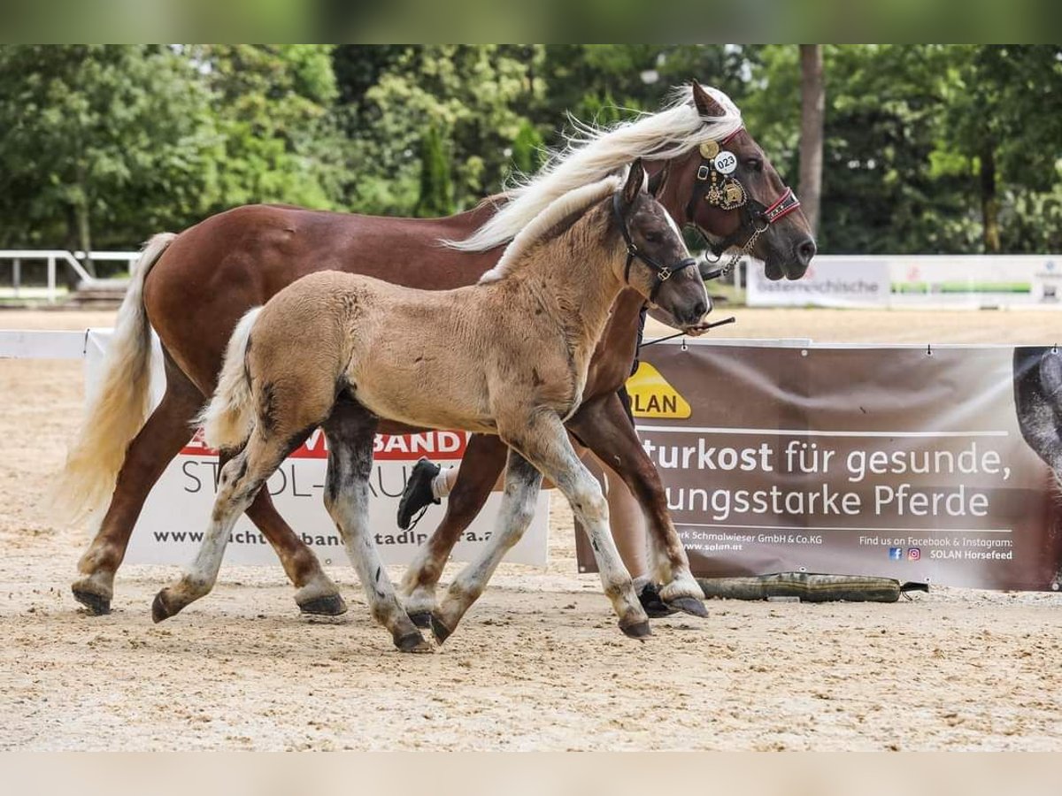 Noriker Étalon Poulain (05/2024) Alezan brûlé in Desselbrunn