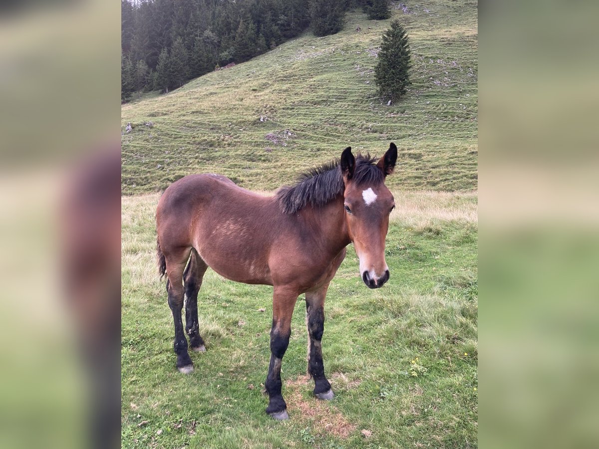 Noriker Étalon Poulain (03/2024) Bai in Bad Ischl