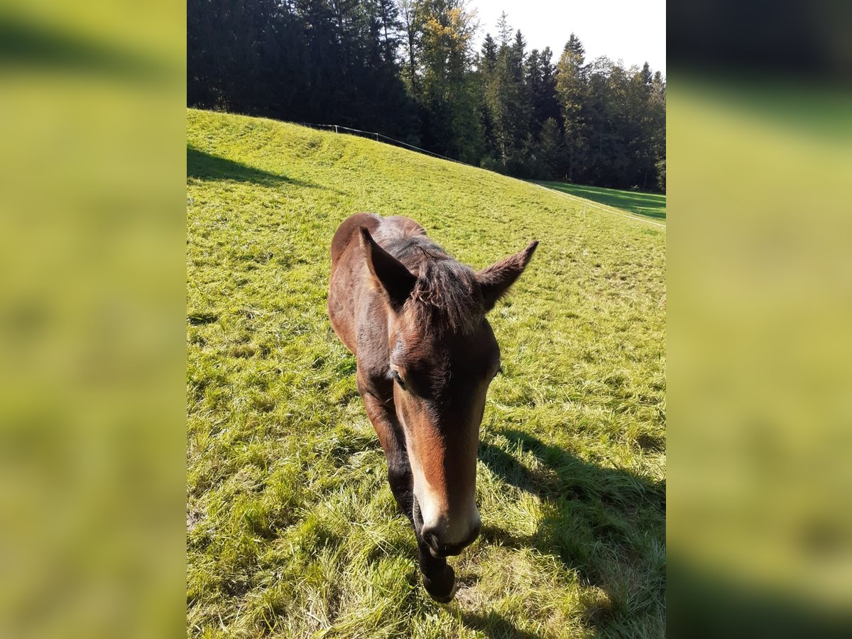 Noriker Étalon Poulain (03/2024) Bai in Oberwang