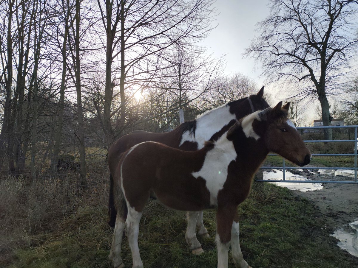 Noriker Croisé Étalon Poulain (06/2025) Pinto in Neustrelitz