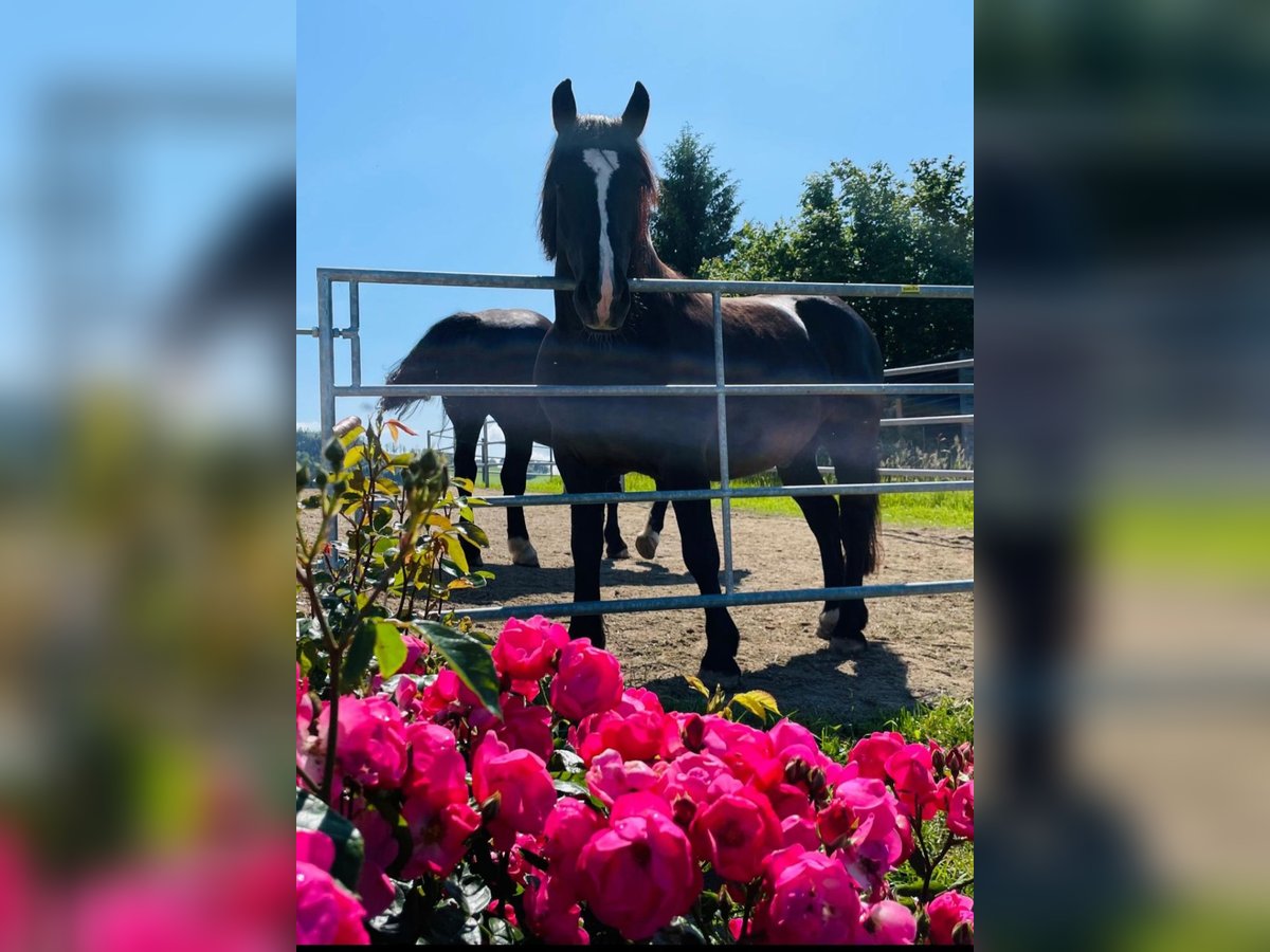 Noriker Gelding 10 years 15,1 hh Black in Waidhofen an der Ybbs