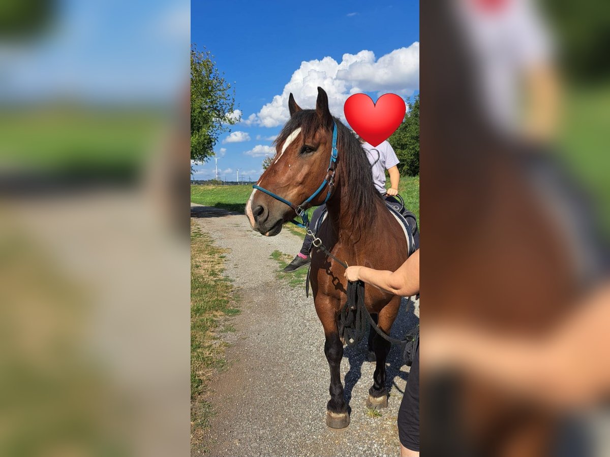 Noriker Gelding 10 years 15,3 hh Brown in Sarasdorf an der Leitha