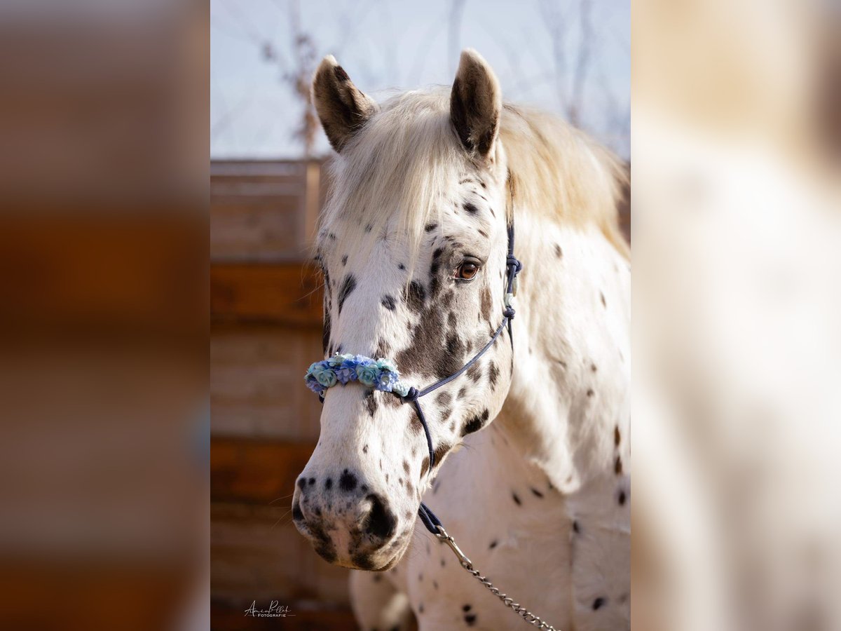 Noriker Gelding 10 years 15,3 hh Leopard-Piebald in N&#xF6;rten-Hardenberg