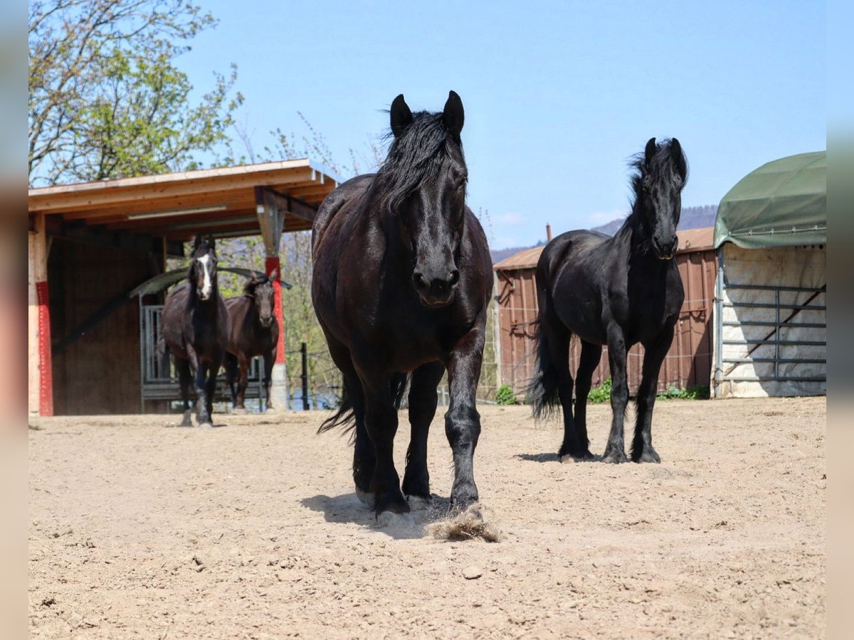Noriker Gelding 10 years 15,2 hh Black in Hessisch Oldendorf