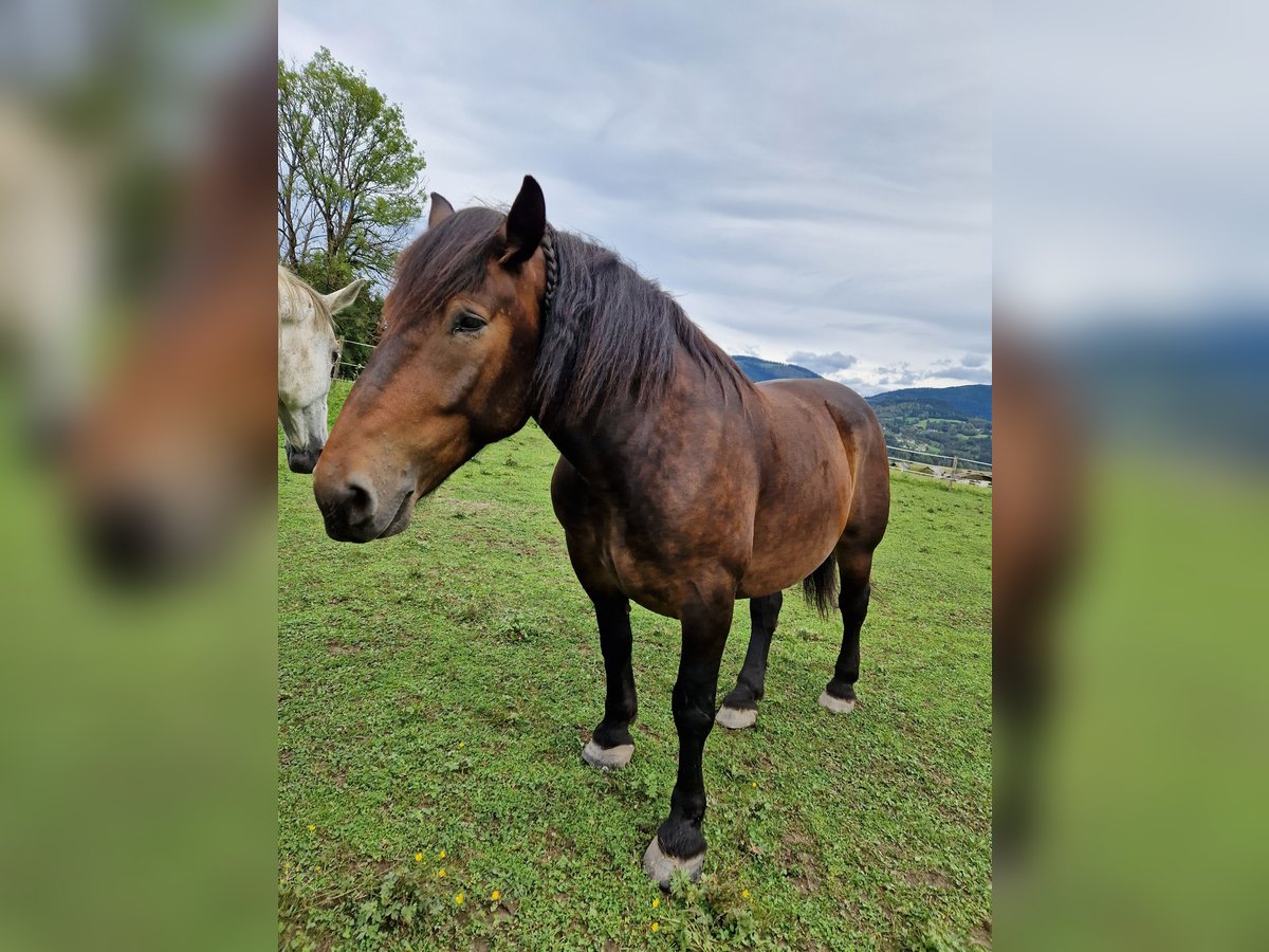 Noriker Gelding 10 years 16,2 hh Brown in Feldkirchen