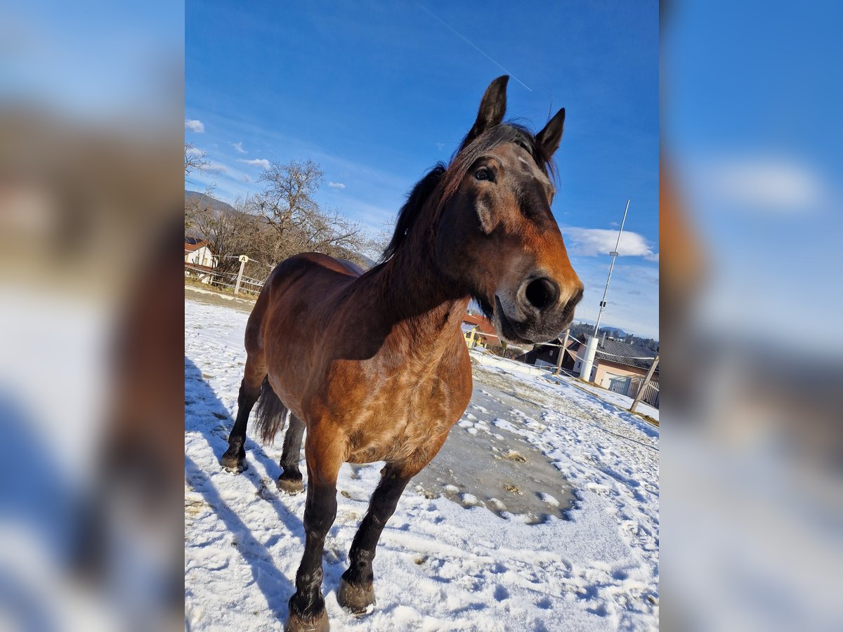 Noriker Gelding 10 years 16,2 hh Brown in Feldkirchen