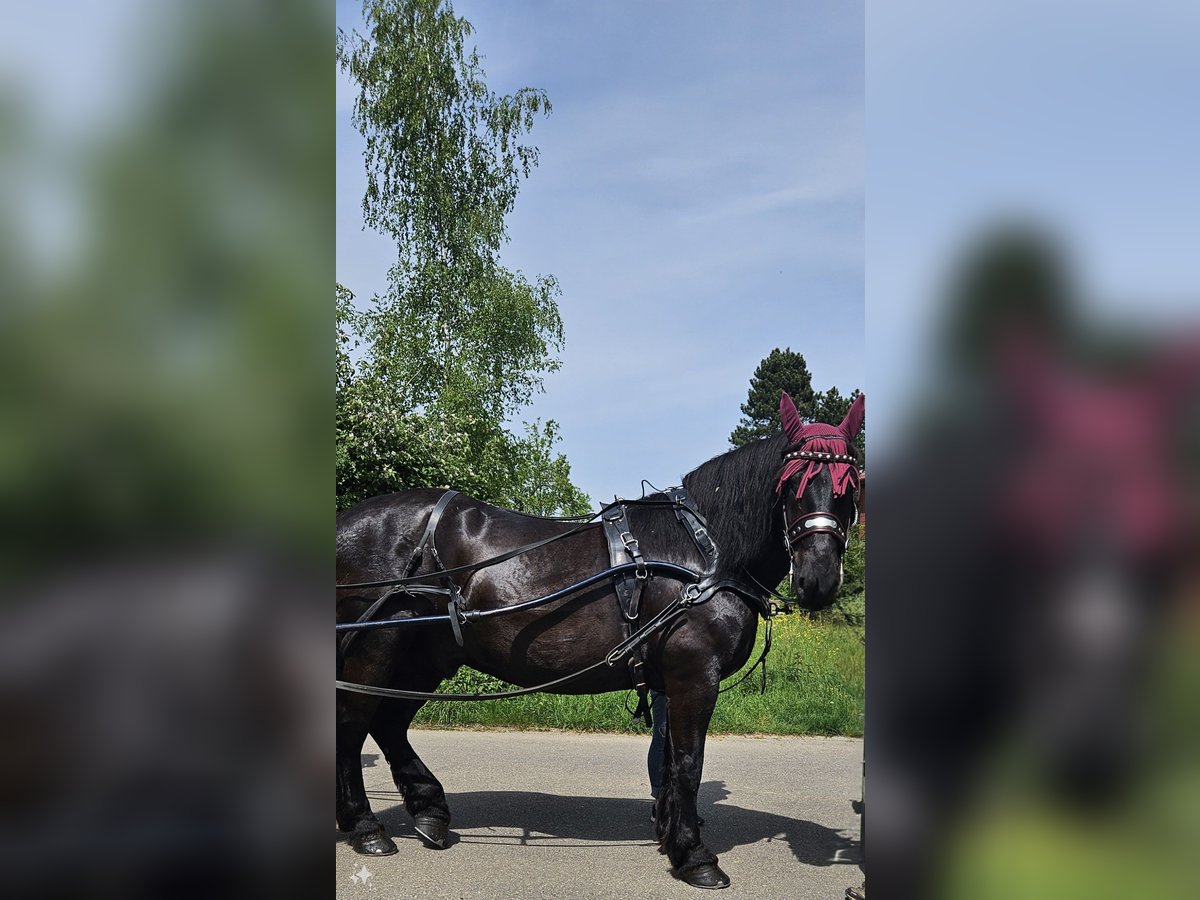 Noriker Gelding 10 years 16,3 hh Black in Schorndorf