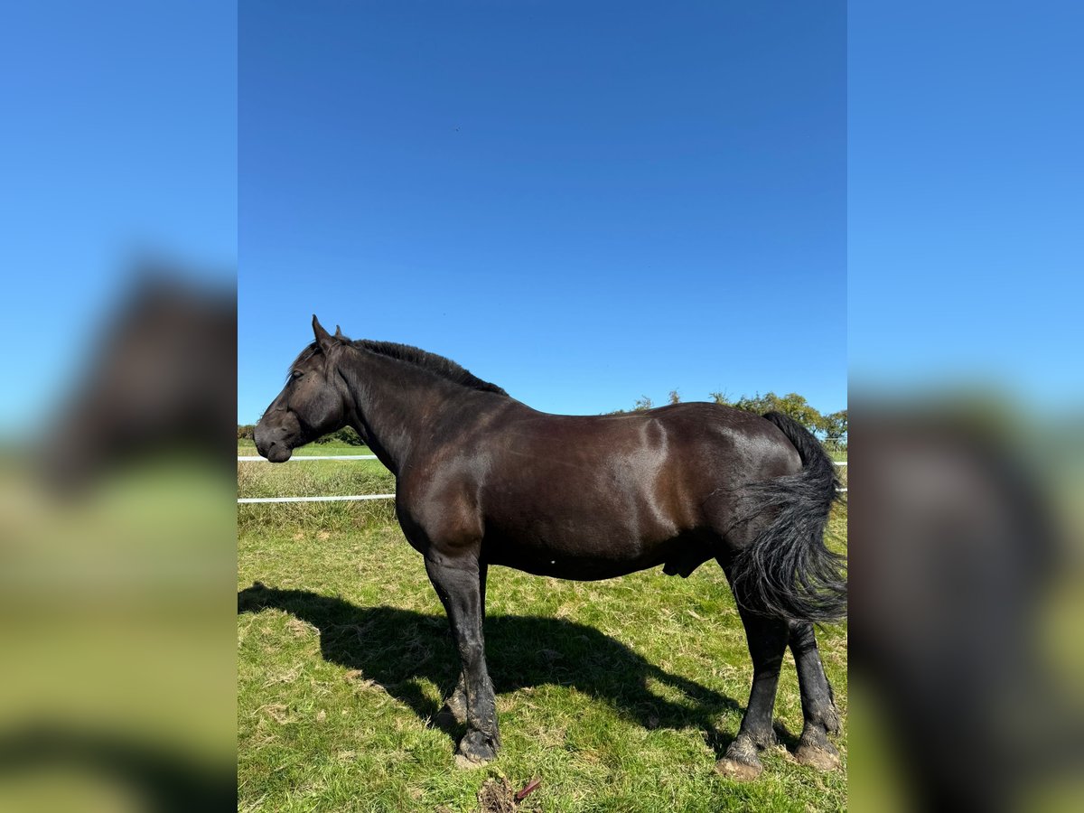Noriker Gelding 10 years 16,3 hh Black in Welzheim Noriker Gelding 10 years 16,3 hh Black in Welzheim