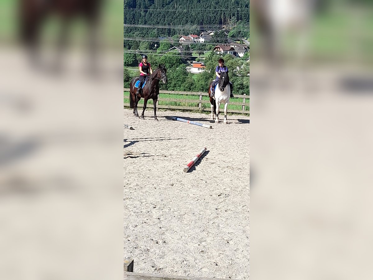 Noriker Mix Gelding 10 years 16,3 hh Pinto in Innerkrems