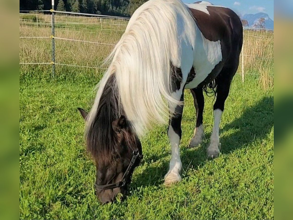 Noriker Gelding 11 years 15,1 hh Pinto in Kundl