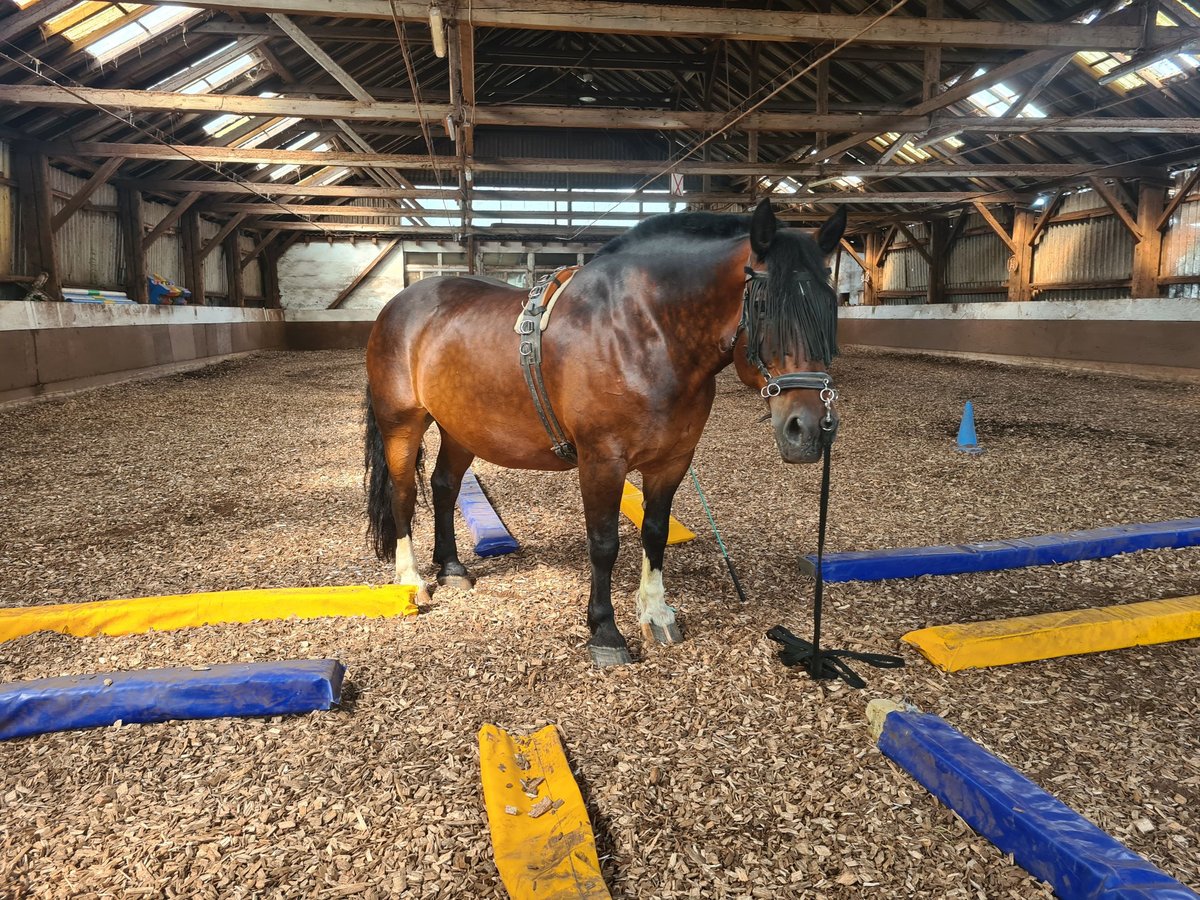 Noriker Gelding 12 years in Altenstadt Engelthal