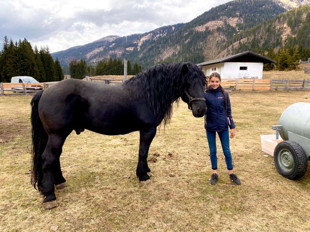 Noriker Gelding 13 years 16 hh Black in Obertilliach