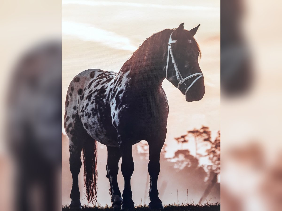 Noriker Gelding 13 years 16 hh Leopard-Piebald in Seeshaupt