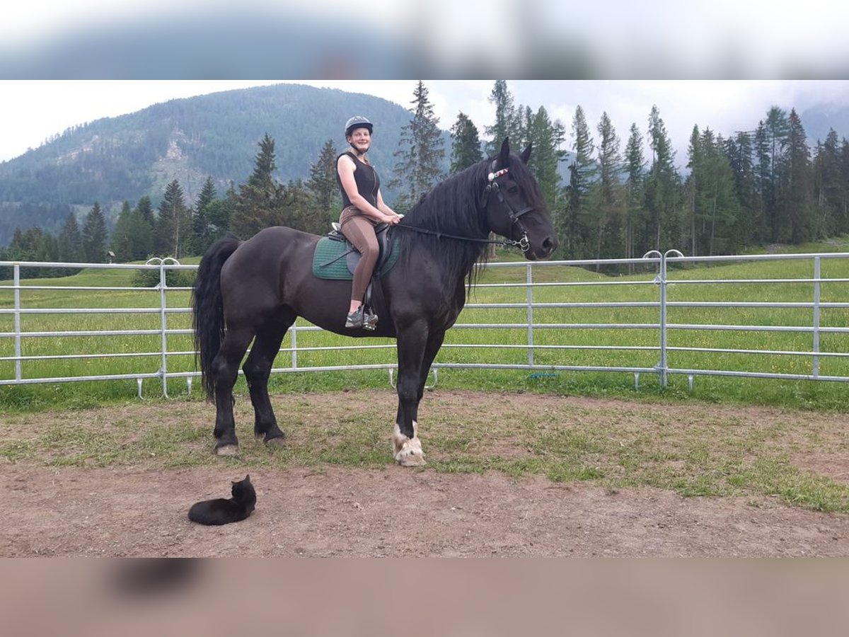 Noriker Gelding 14 years 16,1 hh Black in Obertilliach