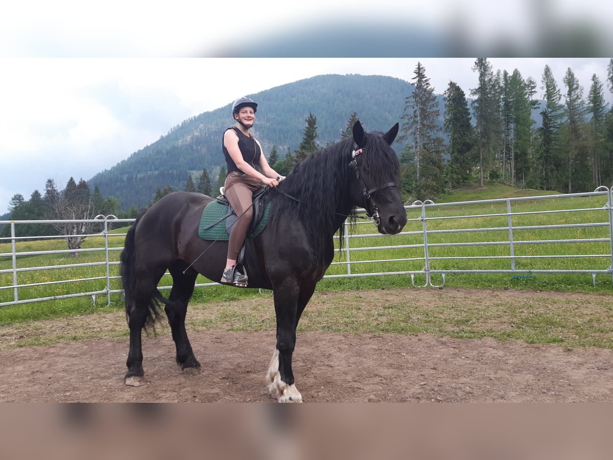 Noriker Gelding 14 years 16,1 hh in Obertilliach