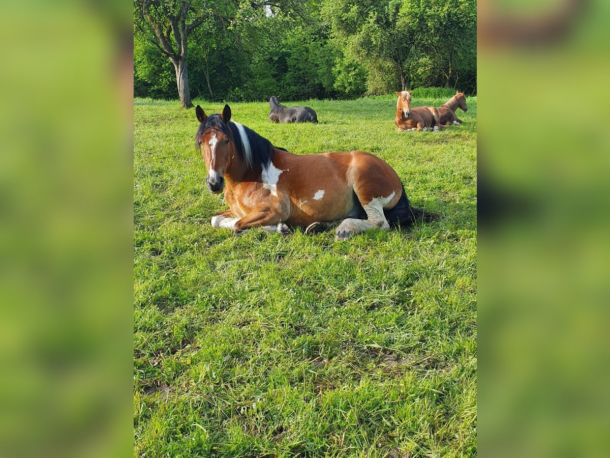 Noriker Gelding 15 years 16 hh Pinto in H&#xF6;sbach