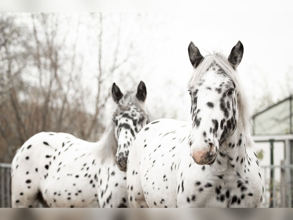 Noriker Gelding 1 year 15,2 hh Leopard-Piebald in Kockengen