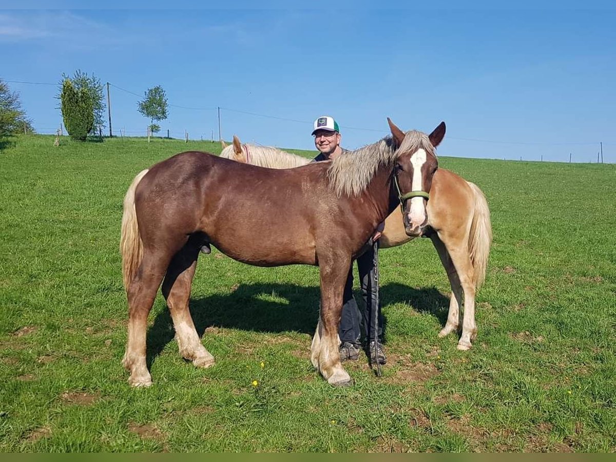 Noriker Gelding 1 year Chestnut in Wipperfürth