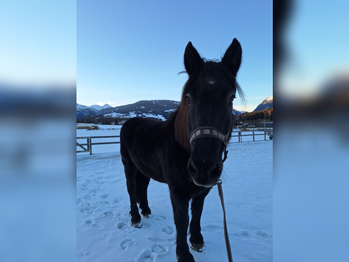 Noriker Gelding 25 years 16 hh Black in Mariapfarr