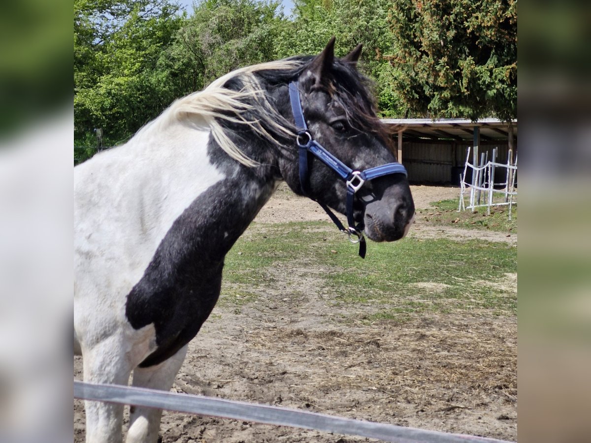 Noriker Mix Gelding 2 years 14 hh Can be white in Alt Mölln