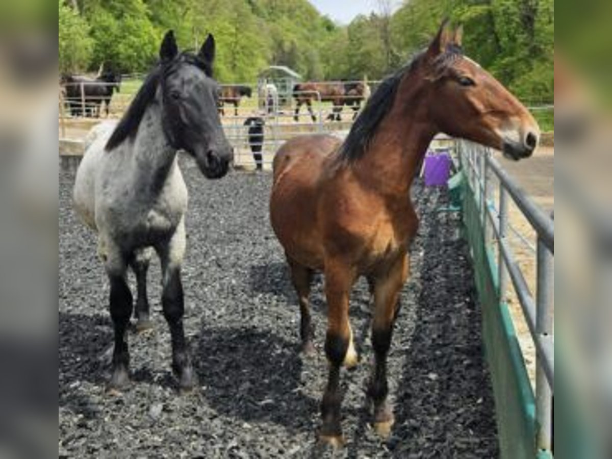 Noriker Gelding 2 years 15,1 hh Brown in Küßnach