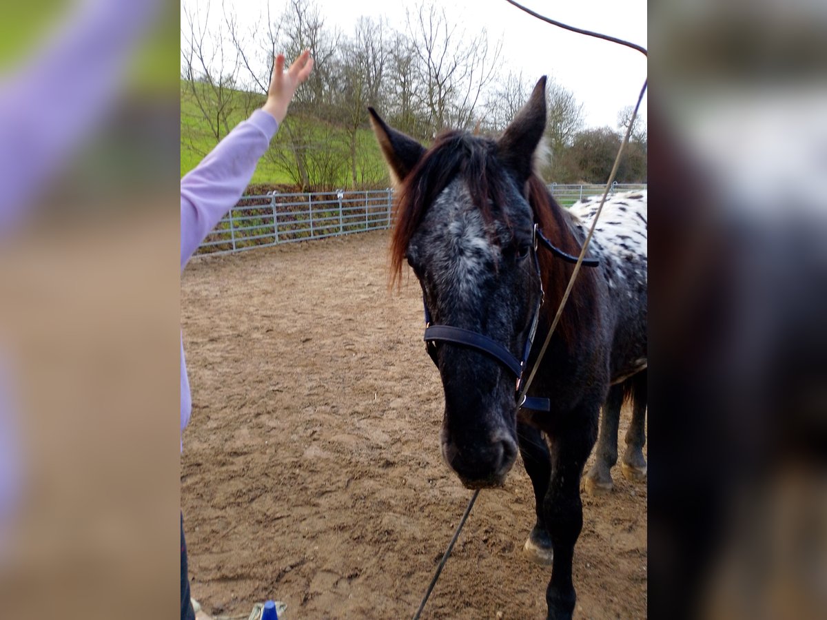 Noriker Mix Gelding 2 years 15,1 hh Leopard-Piebald in Michelau in Oberfranken