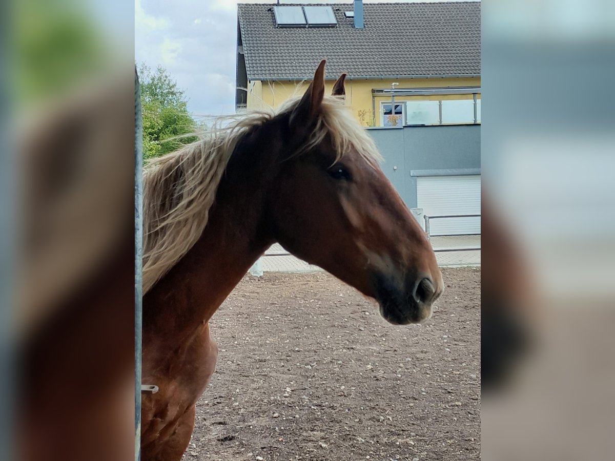 Noriker Gelding 2 years 15,2 hh Chestnut-Red in Niederzier