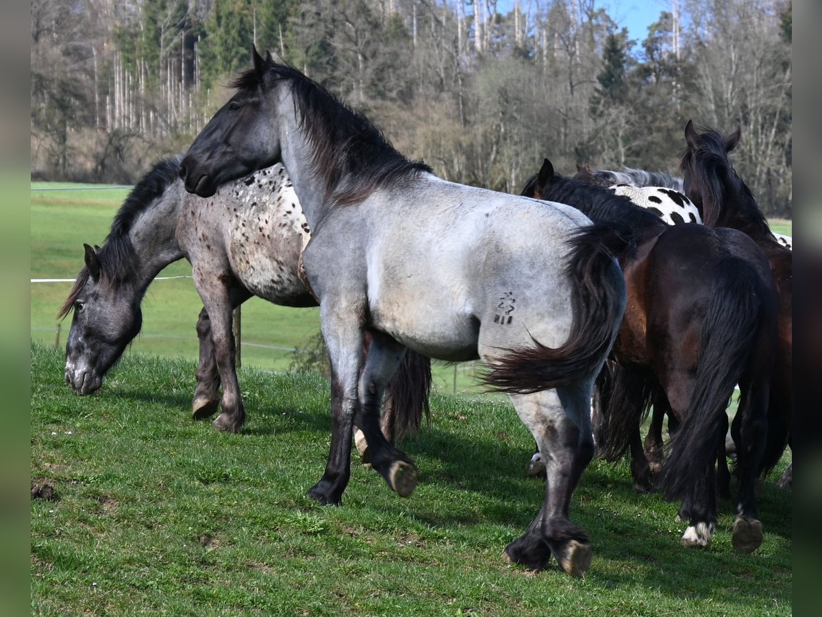 Noriker Gelding 2 years 17 hh in Klettgau