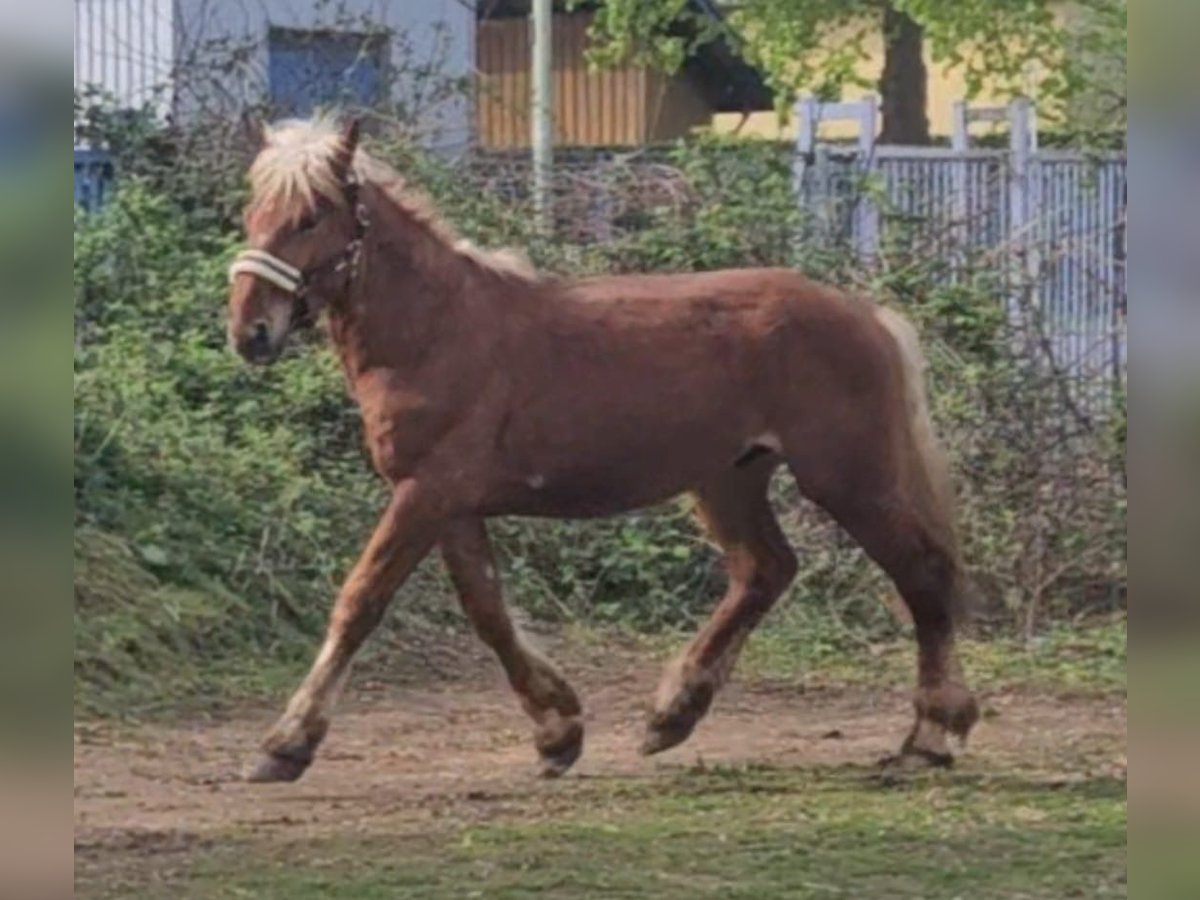 Noriker Gelding 2 years Chestnut-Red in Niederzier