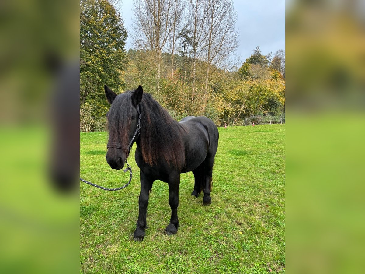 Noriker Gelding 3 years 15,2 hh in Ronshausen