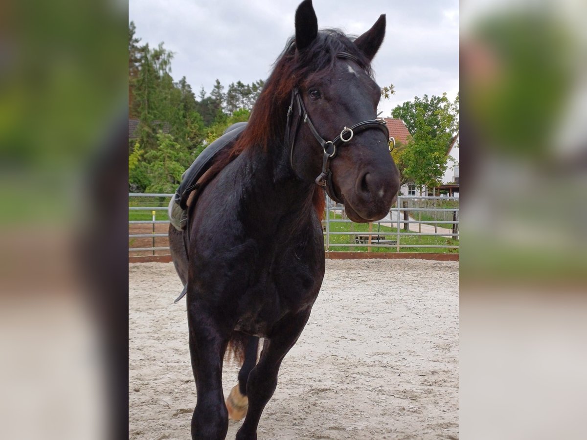 Noriker Gelding 3 years 15,3 hh Black in Langensendelbach