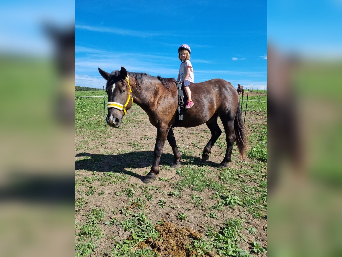 Noriker Gelding 3 years 16 hh Black in Apfeldorf