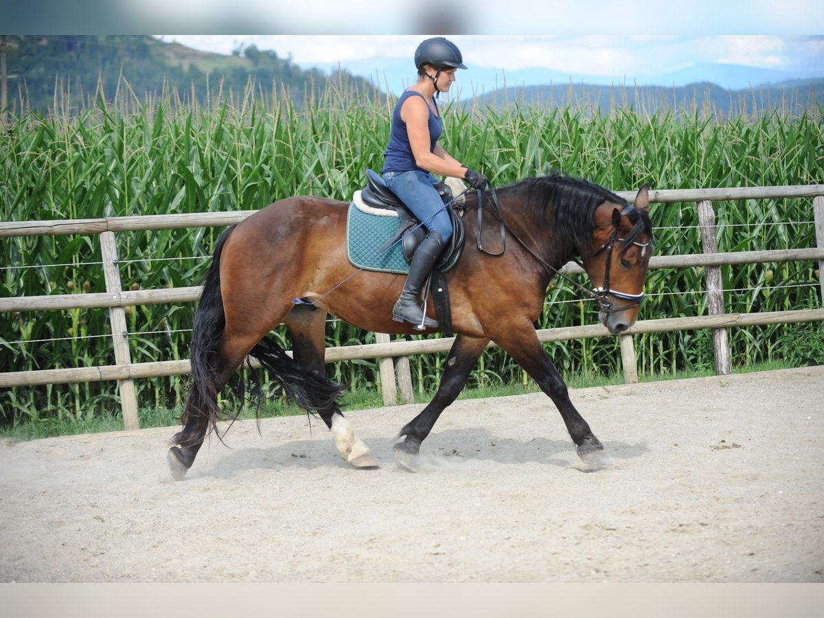 Noriker Gelding 3 years 16 hh Brown in St Kanzian