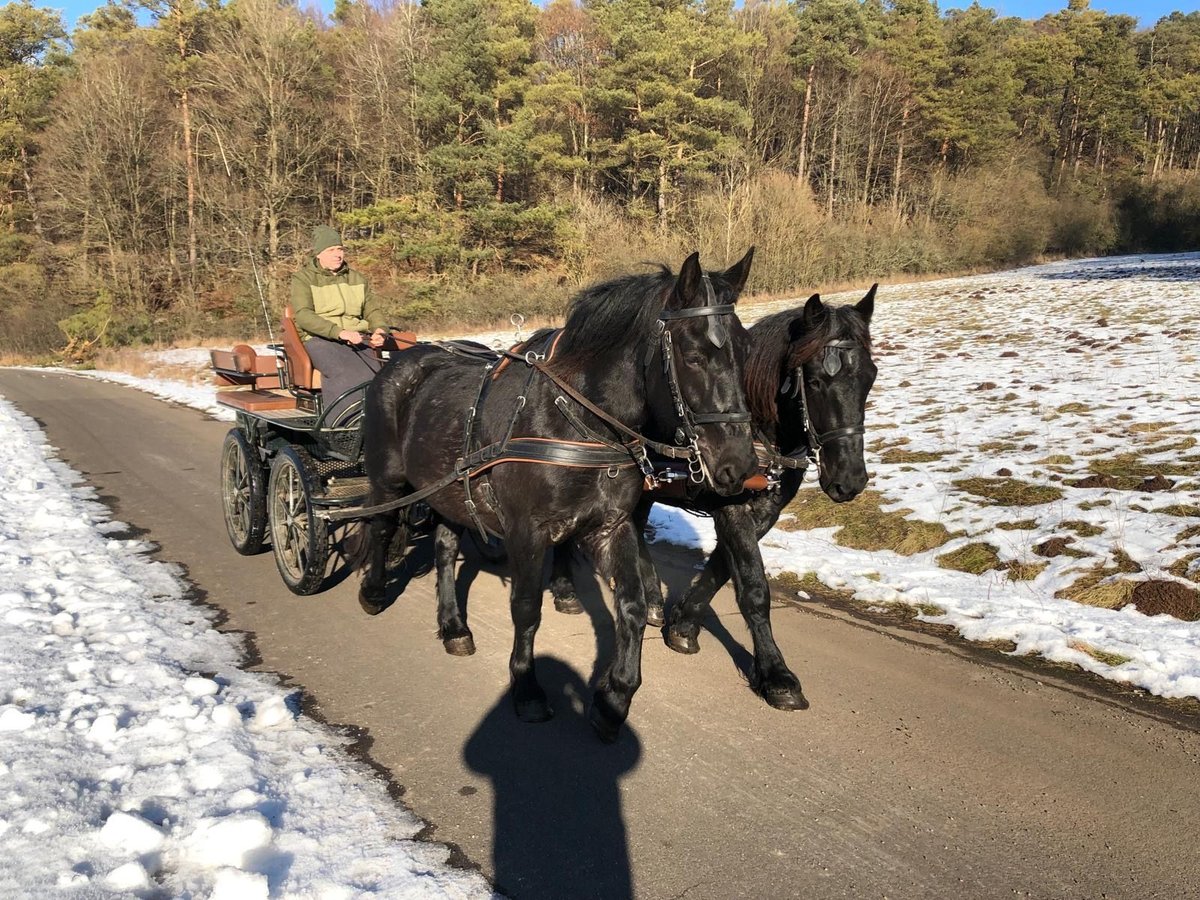 Noriker Gelding 3 years 16 hh Gray-Dark-Tan in Nettersheim