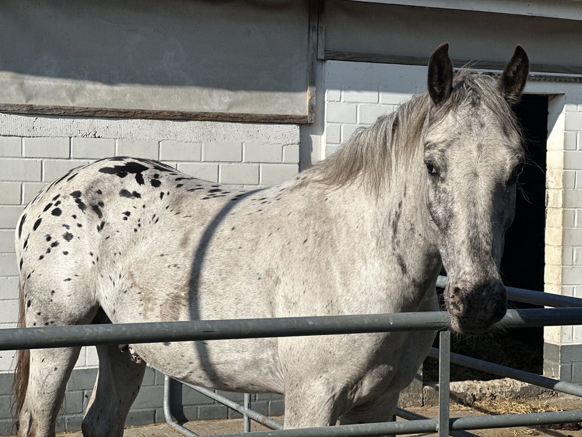 Noriker Gelding 4 years 14,2 hh Leopard-Piebald in M&#xF6;nchengladbach
