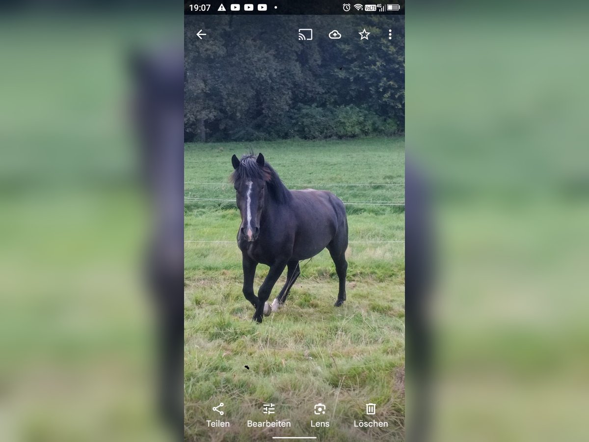 Noriker Gelding 4 years 15,2 hh Black in Büren