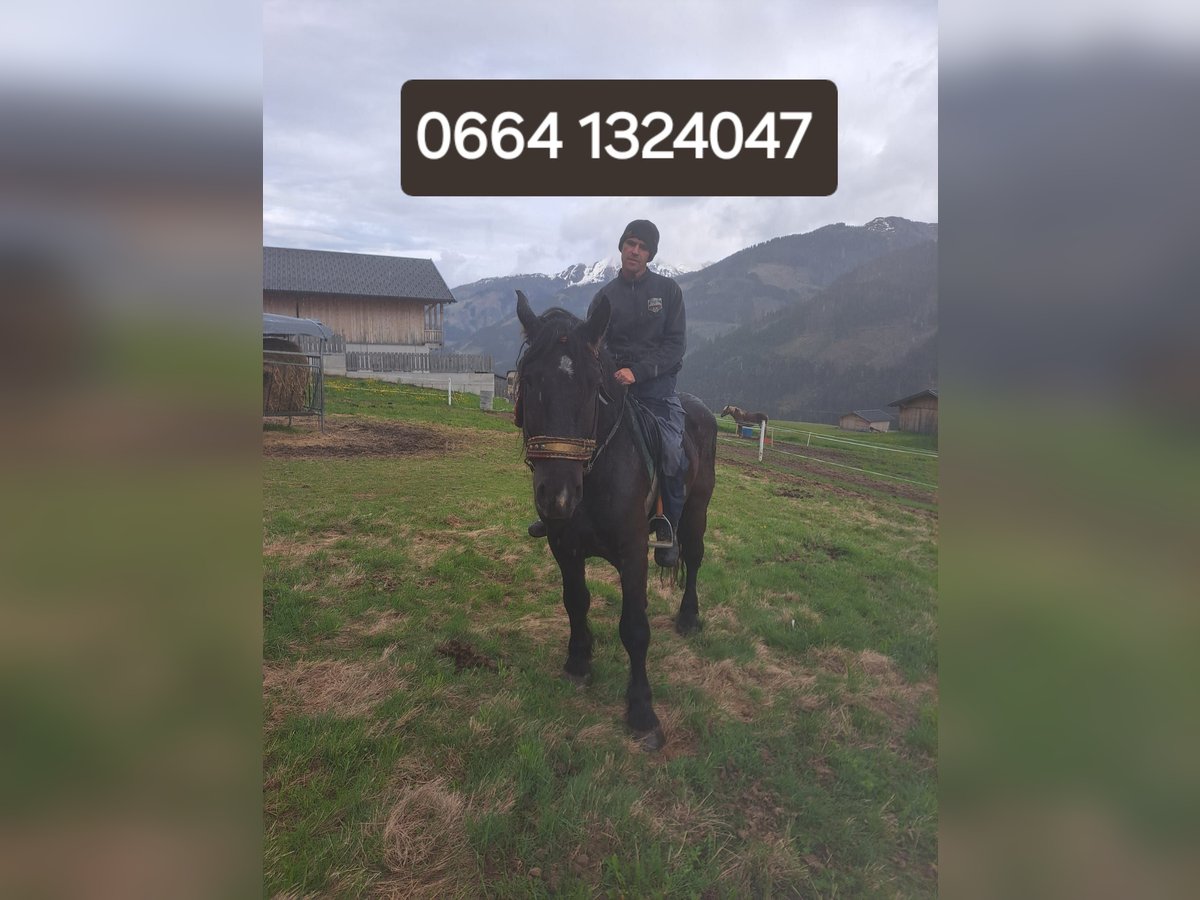 Noriker Gelding 4 years 15,3 hh in Obertilliach