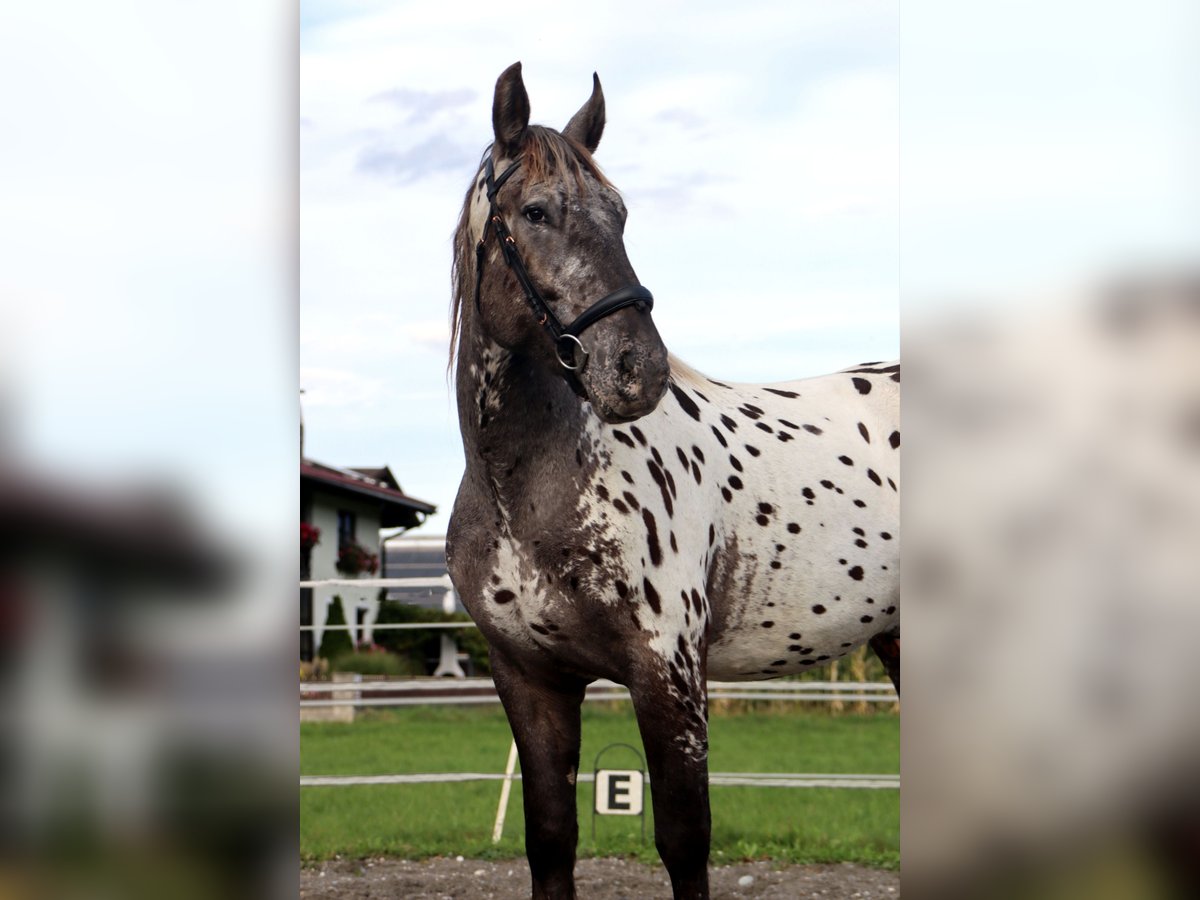 Noriker Gelding 4 years 15,3 hh Leopard-Piebald in Kirchbichl