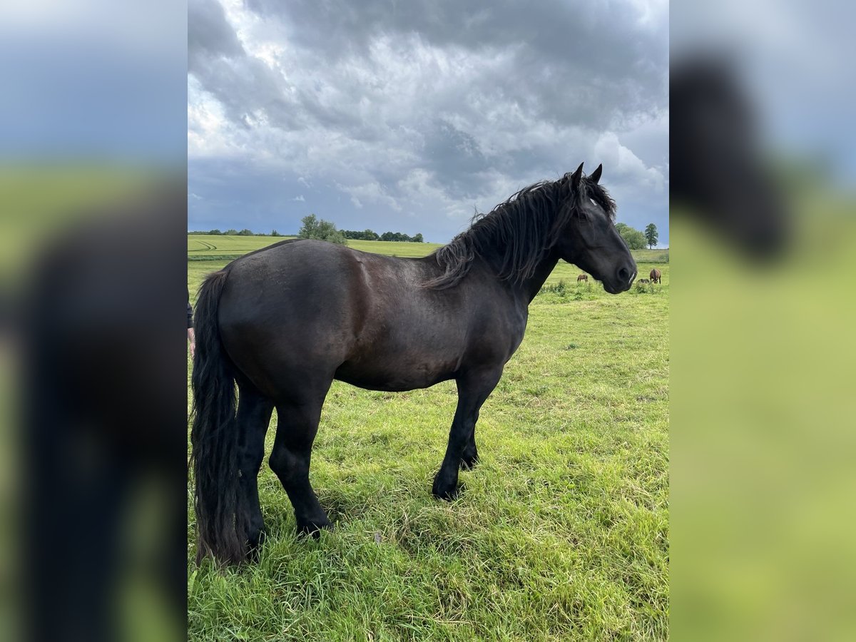 Noriker Gelding 4 years 15,2 hh Black in Lindetal