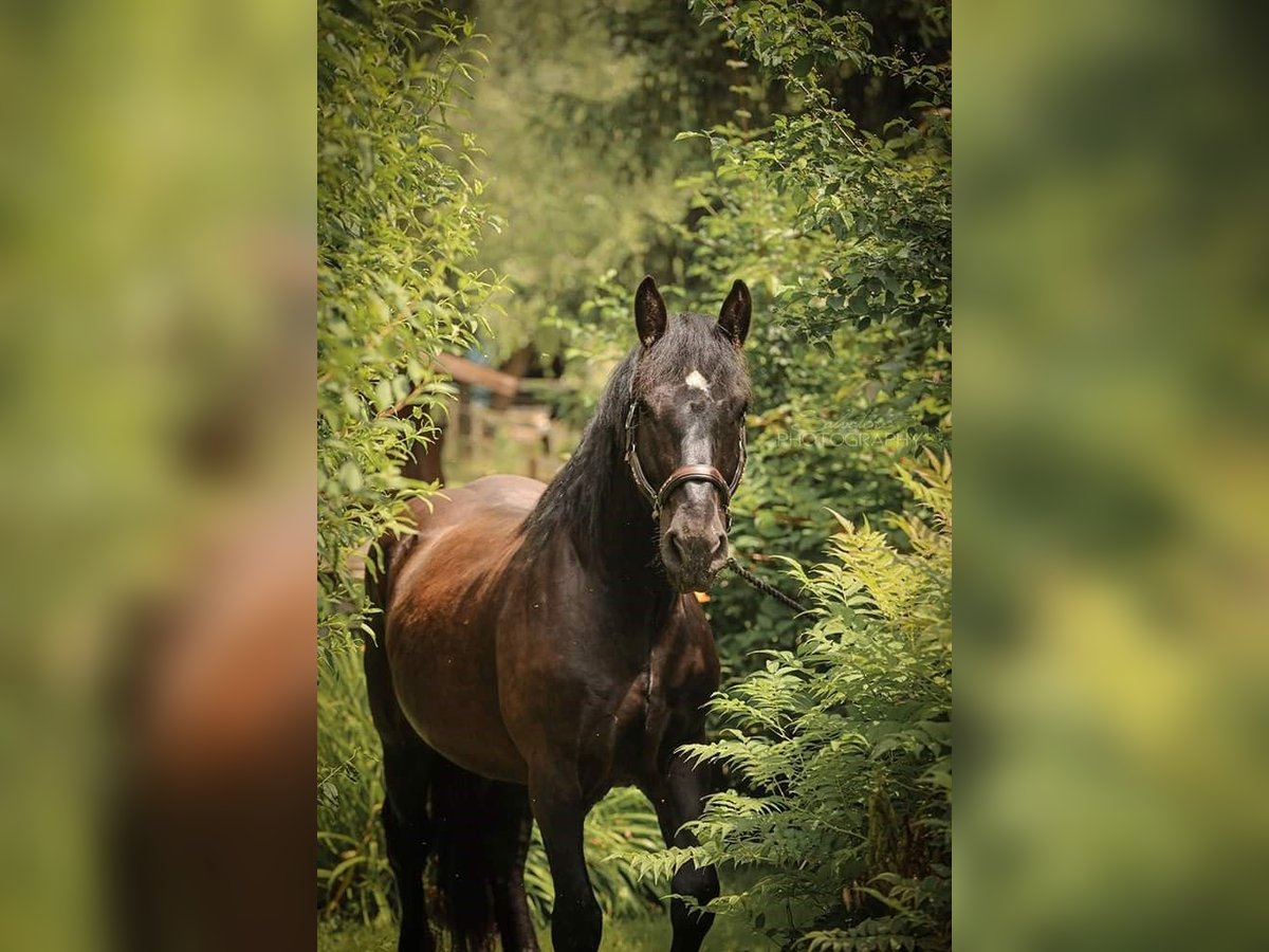 Noriker Gelding 4 years 16 hh Black in Jennersdorf