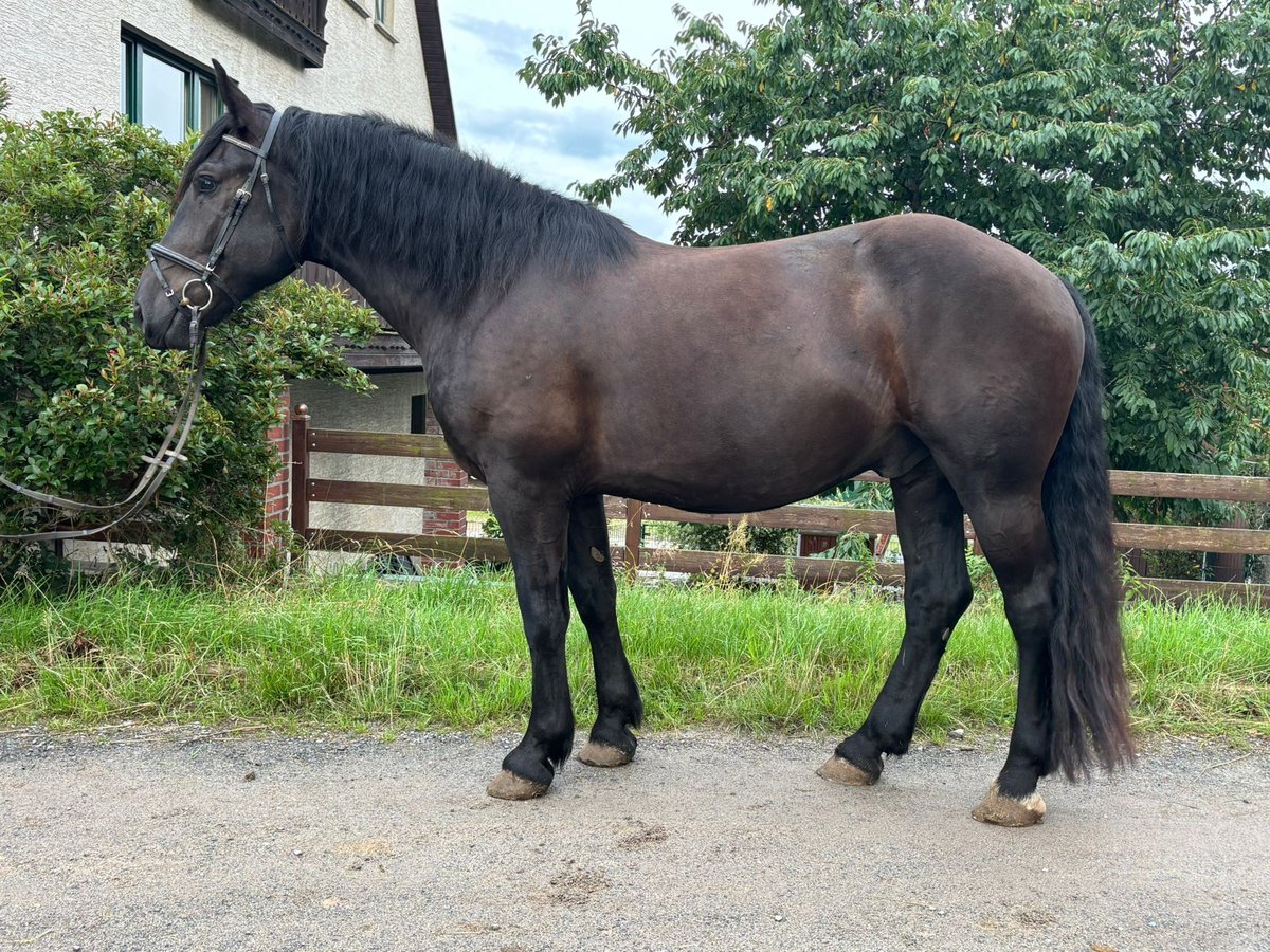 Noriker Gelding 4 years 16 hh Black in Kirchberg